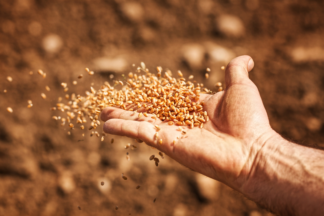 3,000 Metric Tons of Wheat Traded for Bitcoin